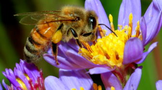 Crean vacuna para proteger a las abejas