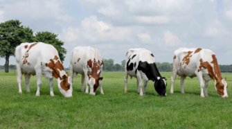 Nuevo alimento reduce flatulencias y aumenta rendimientos en las vacas