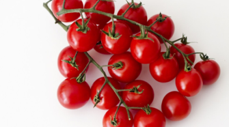 Colombia desarrolla la planta de tomate más pequeña del mundo