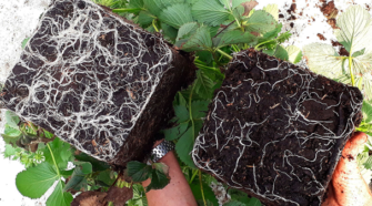 Científicos investigan hongos útiles para remediar suelos contaminados