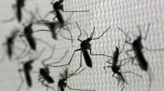 Bioinsecticida evitará el desarrollo del mosquito transmisor de sika y dengue