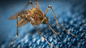 Ropa negra y alcohol, factores para ser picados por mosquitos