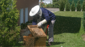 Senado llama a cumplir necesidades de apicultores mexicanos