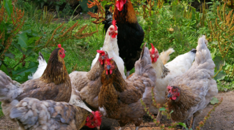 Producción de pollo en México es suficiente; piden frenar importación