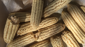 Investigadoras crean plástico a base de almidón de maíz y cartón