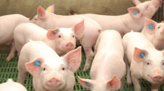 Con pulseras inteligentes, monitorean la salud de los cerdos