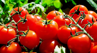 Fortalecen acciones para exportación de tomate a EE.UU.