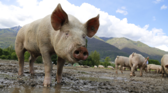 Norteamérica busca eficiencia en prevención de peste porcina africana